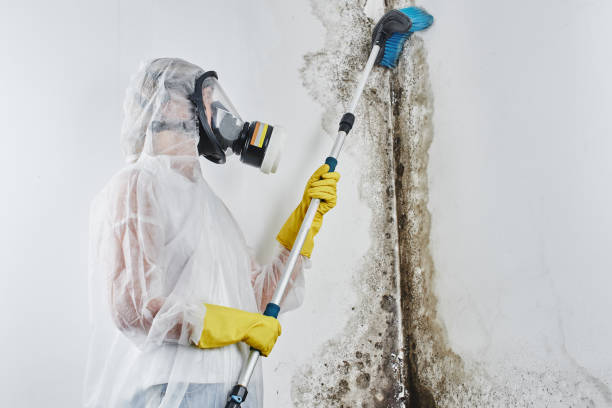 Best Residential Mold Removal  in Kachina Village, AZ